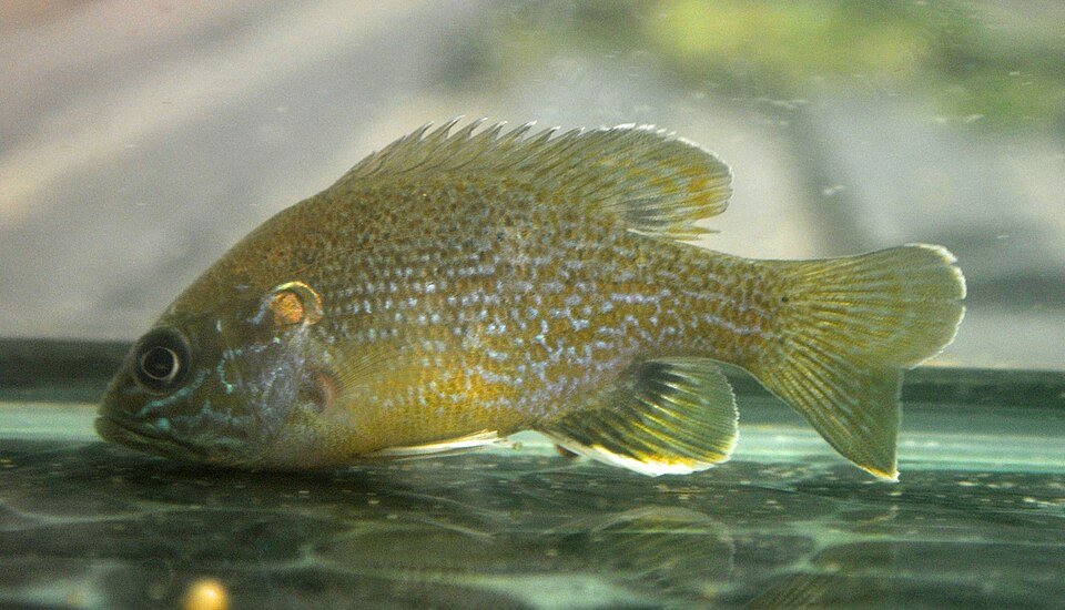 Side view of a green sunfish showing its large mouth and blue-green markings