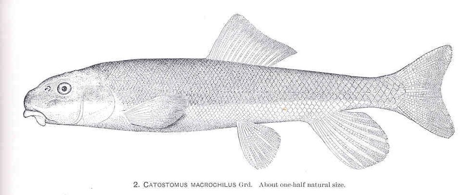 Historical scientific illustration of a largescale sucker in side view
