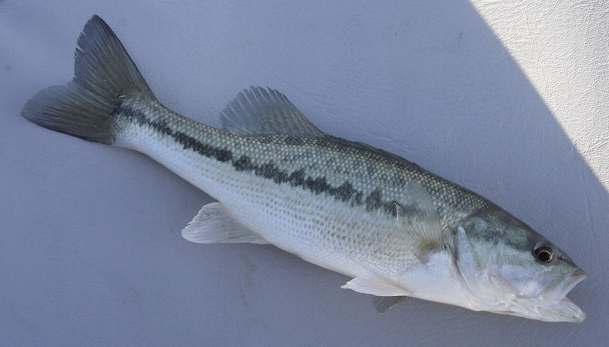 Alabama Bass (Micropterus henshalli) — species reference image