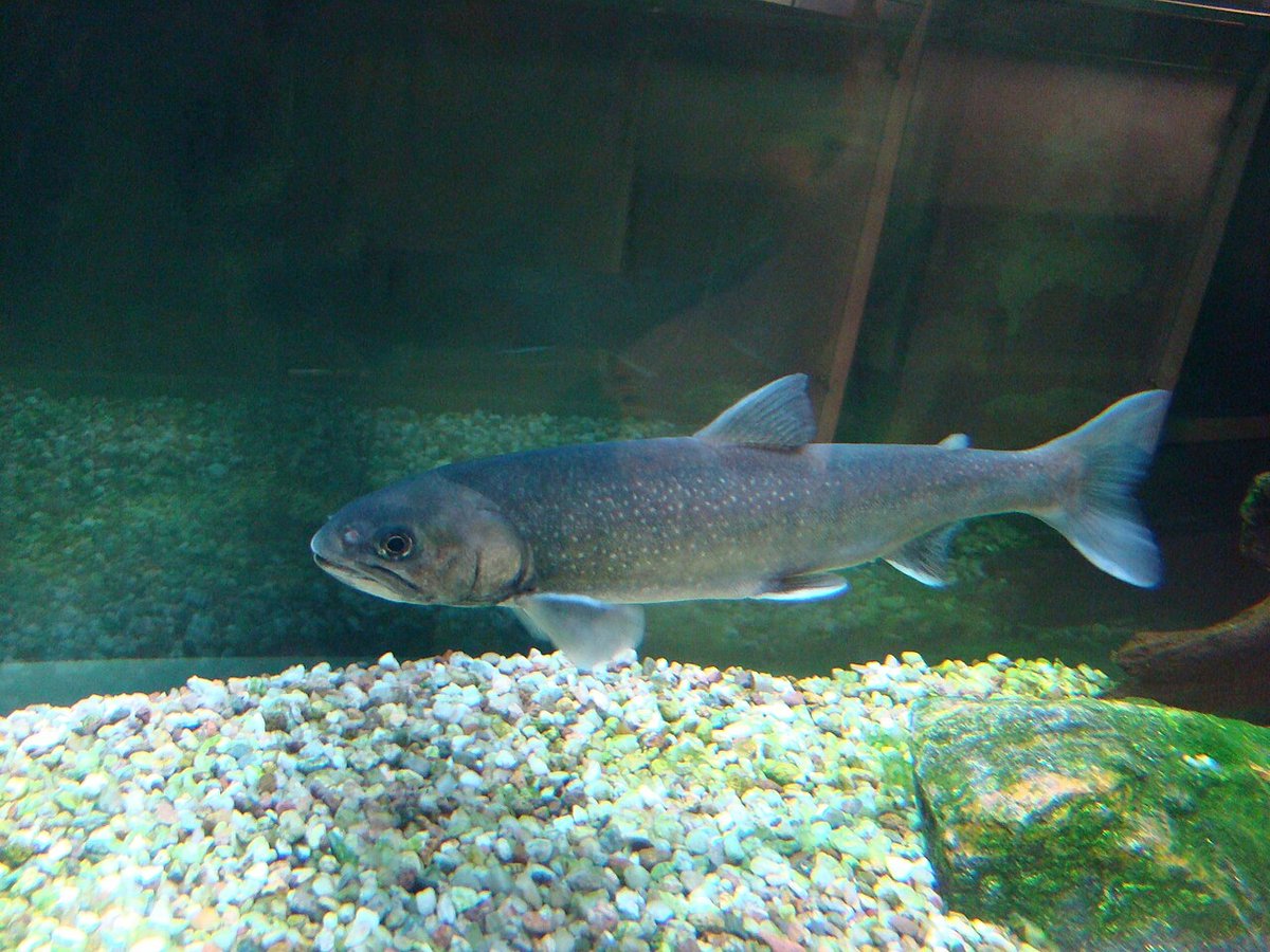 Arctic Char (Salvelinus alpinus) — species reference image