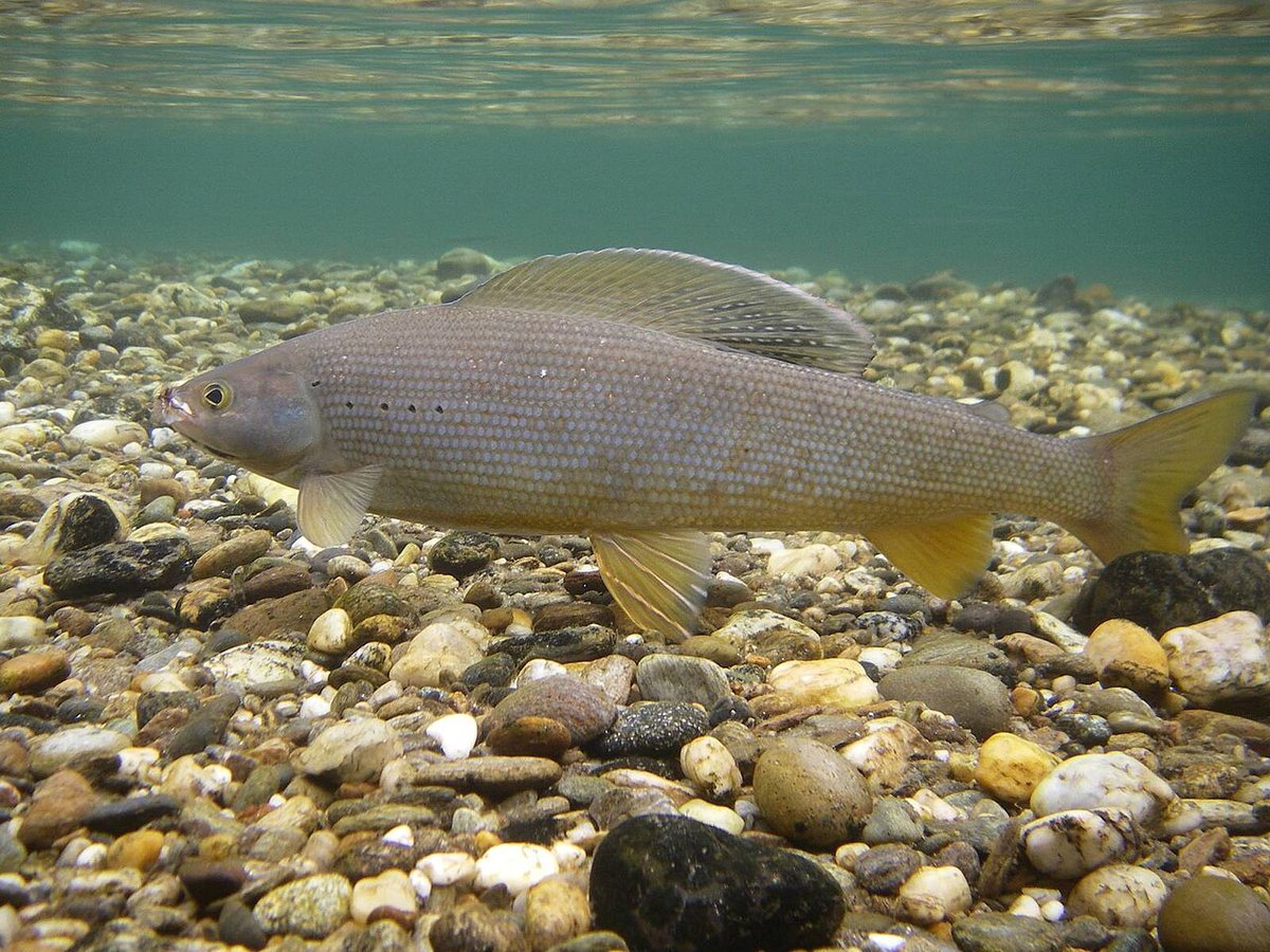 Arctic Grayling (Thymallus arcticus) — species reference image