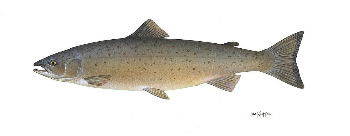 Atlantic Salmon (Salmo salar) — species reference image