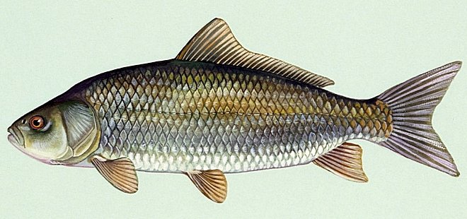 Bigmouth Buffalo (Ictiobus cyprinellus) — species reference image