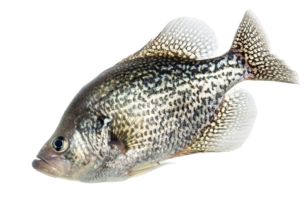 Black Crappie (Pomoxis nigromaculatus) — species reference image