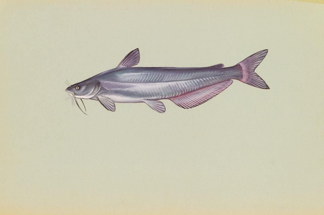 Blue Catfish (Ictalurus furcatus) — species reference image