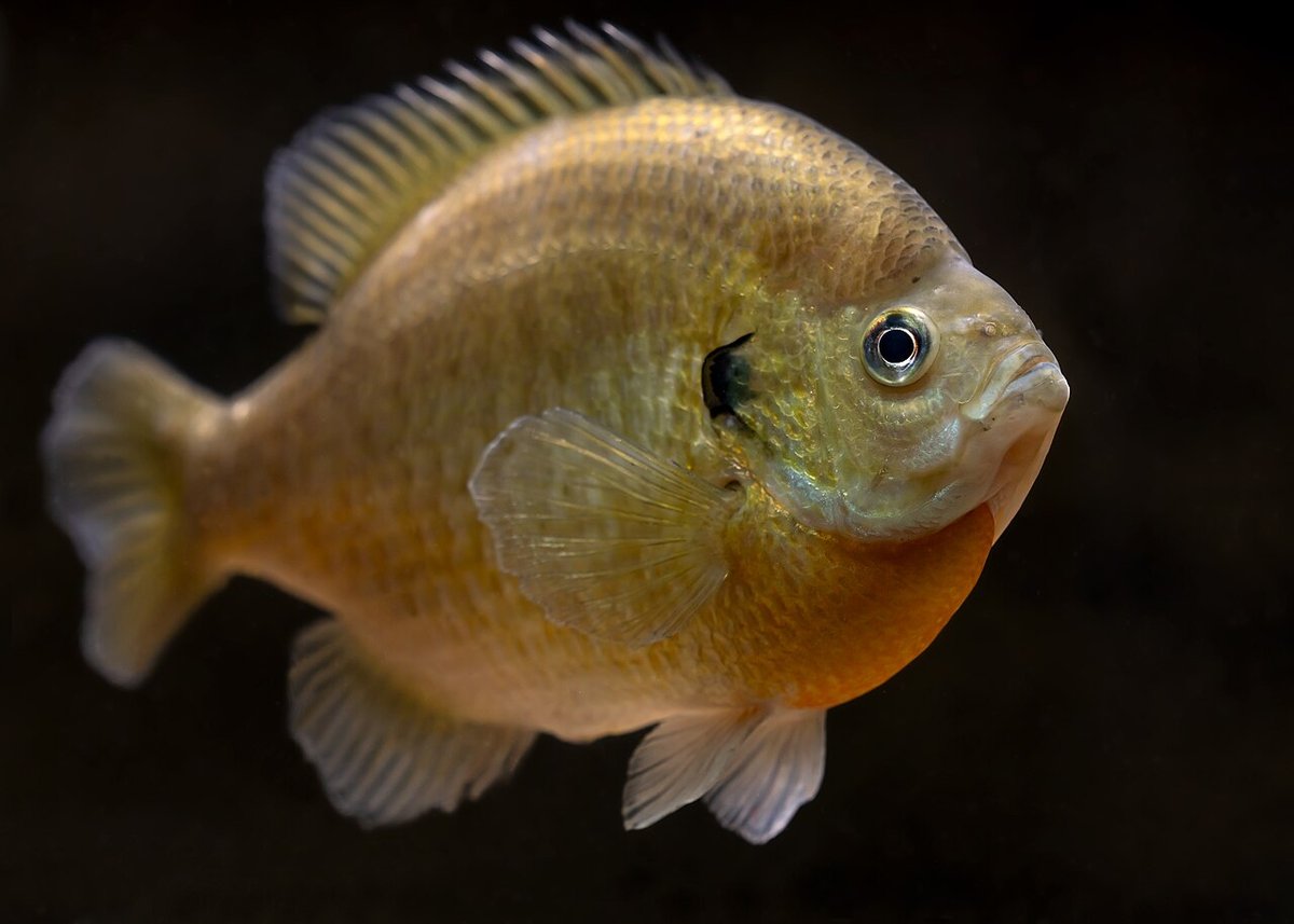 Bluegill (Lepomis macrochirus) — species reference image