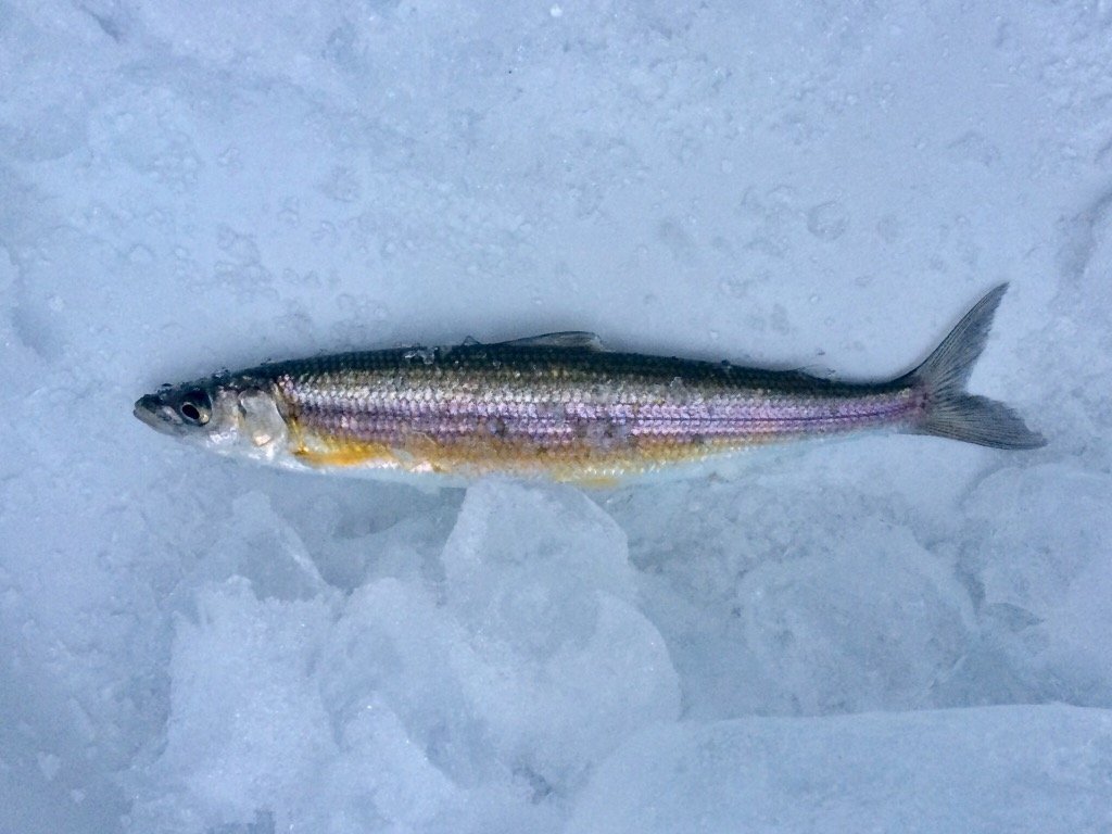 Bonneville Cisco (Prosopium gemmifer) — species reference image