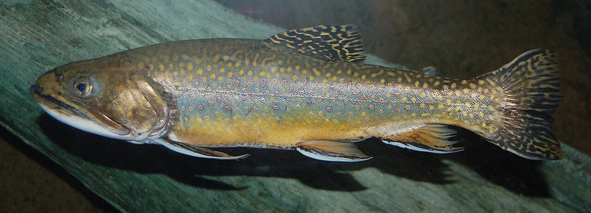 Brook Trout (Salvelinus fontinalis) — species reference image