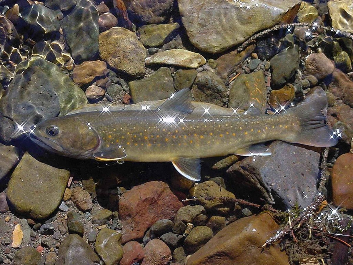 Bull Trout (Salvelinus confluentus) — species reference image