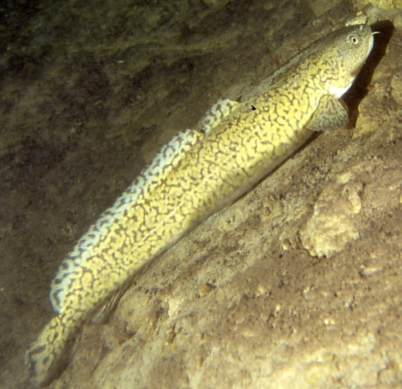 Burbot (Lota lota) — species reference image