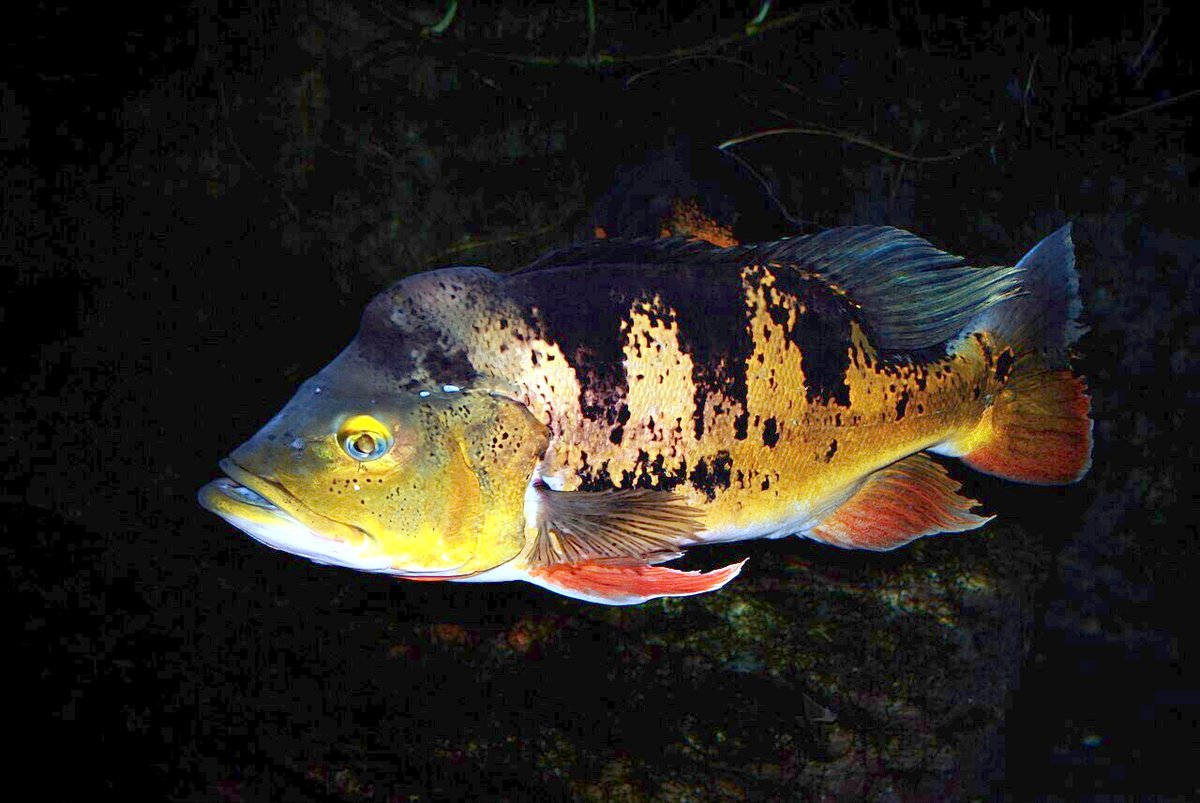 Butterfly Peacock Bass (Cichla ocellaris) — species reference image