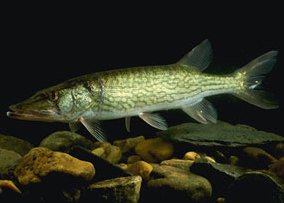Chain Pickerel (Esox niger) — species reference image