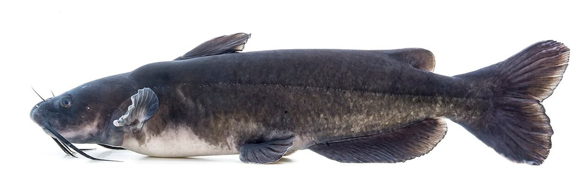 Channel Catfish (Ictalurus punctatus) — species reference image