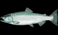 Chinook Salmon (Oncorhynchus tshawytscha) — species reference image