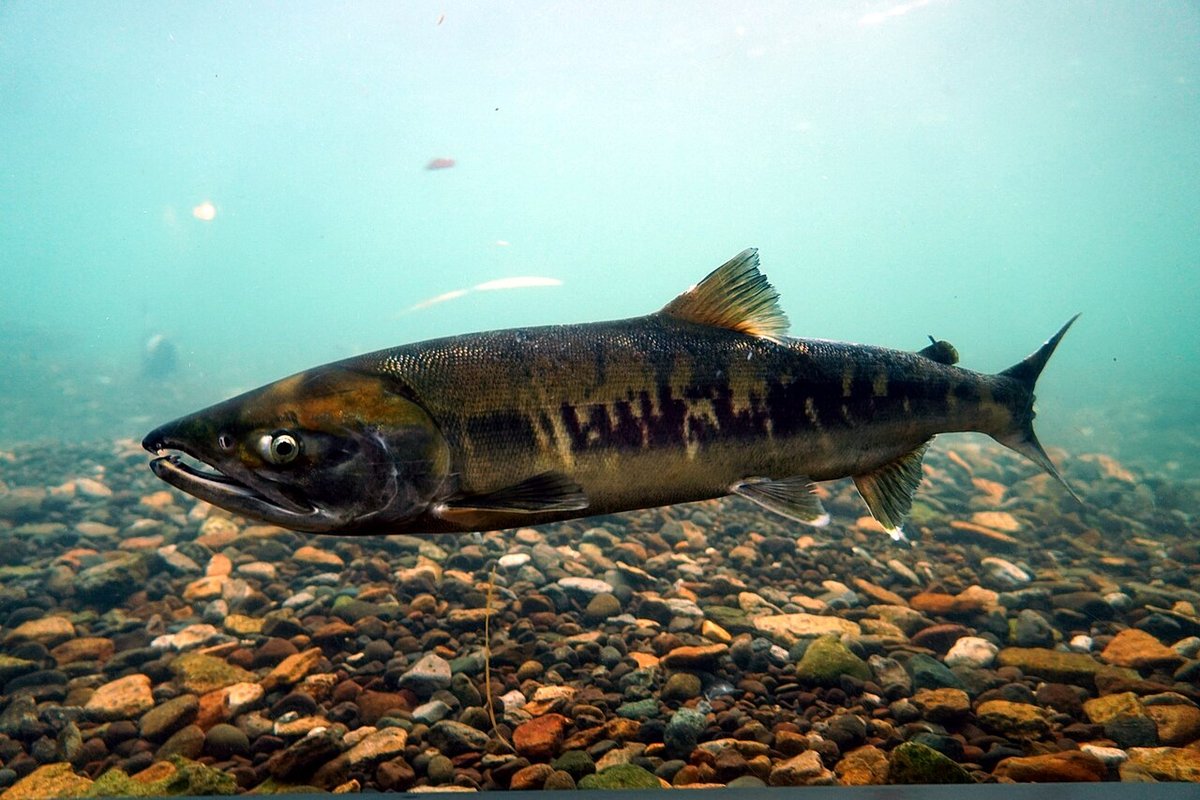 Chum Salmon (Oncorhynchus keta) — species reference image