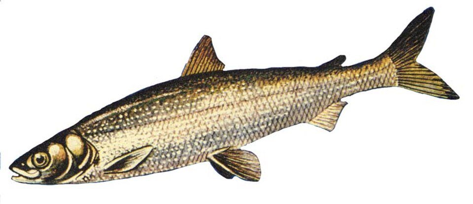 Cisco (Coregonus artedi) — reference image