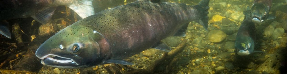 Coho Salmon (Oncorhynchus kisutch) — species reference image