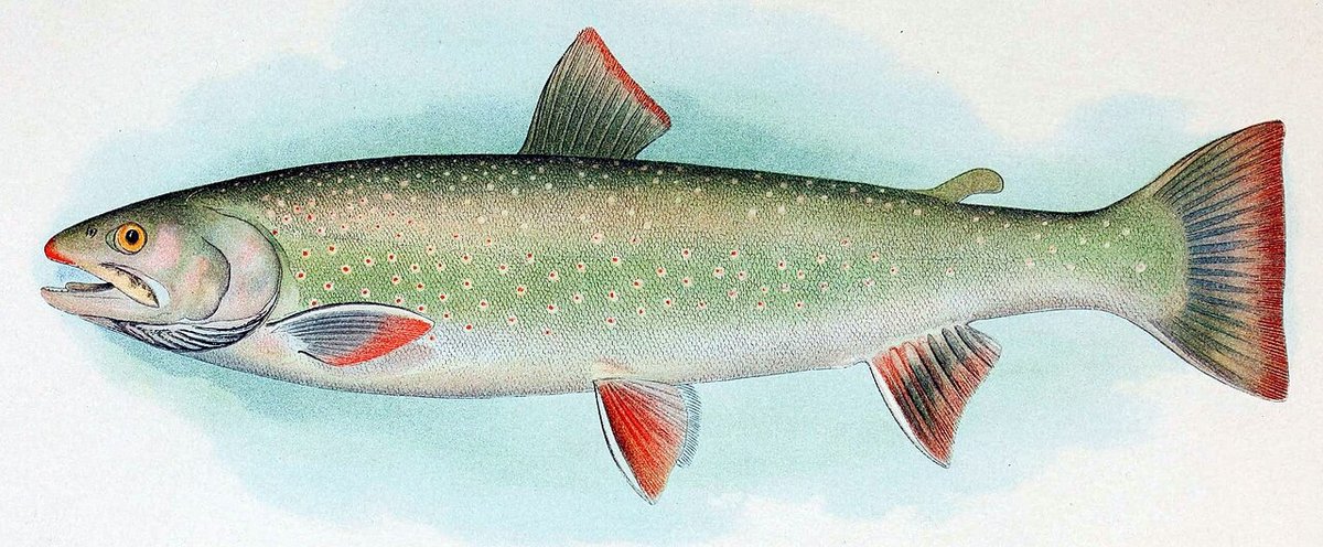 Dolly Varden (Salvelinus malma) — species reference image