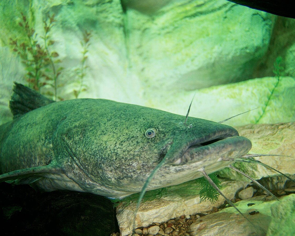 Flathead Catfish (Pylodictis olivaris) — species reference image