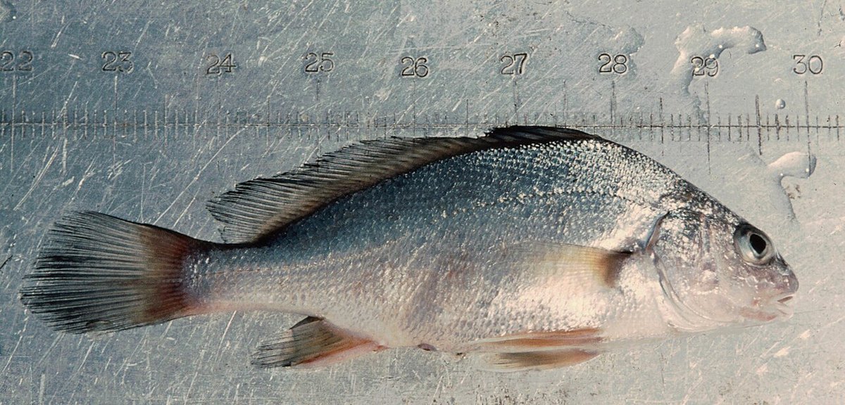 Freshwater Drum (Aplodinotus grunniens) — species reference image