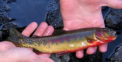 Golden Trout (Oncorhynchus aguabonita) — species reference image