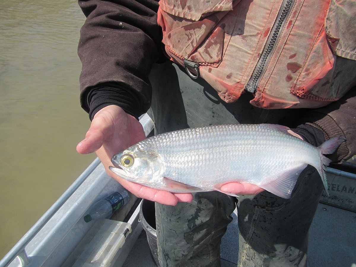 Goldeye (Hiodon alosoides) — species reference image