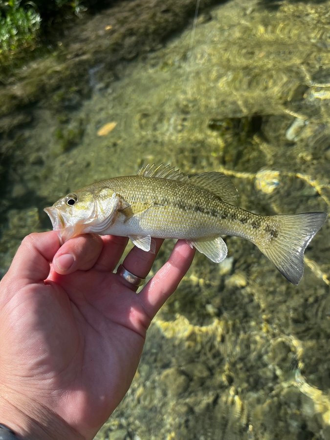 Guadalupe Bass (Micropterus treculii)