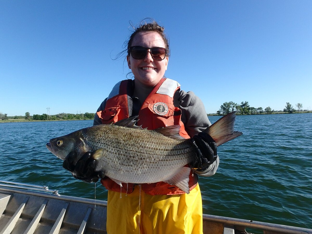 Hybrid Striped Bass (Morone saxatilis x chrysops) — species reference image