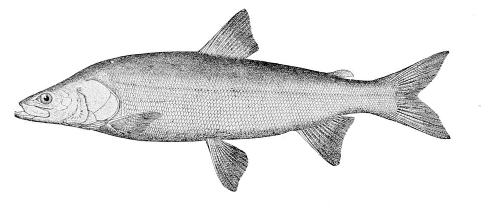 Inconnu (Stenodus nelma) — reference image