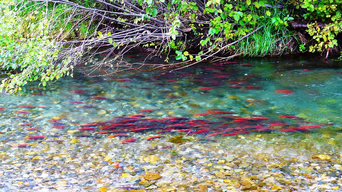 Kokanee (Oncorhynchus nerka) — species reference image
