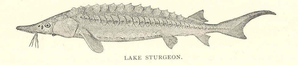 Lake Sturgeon (Acipenser fulvescens) — reference image