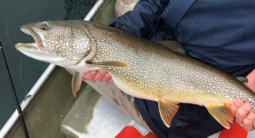 Lake Trout (Salvelinus namaycush)