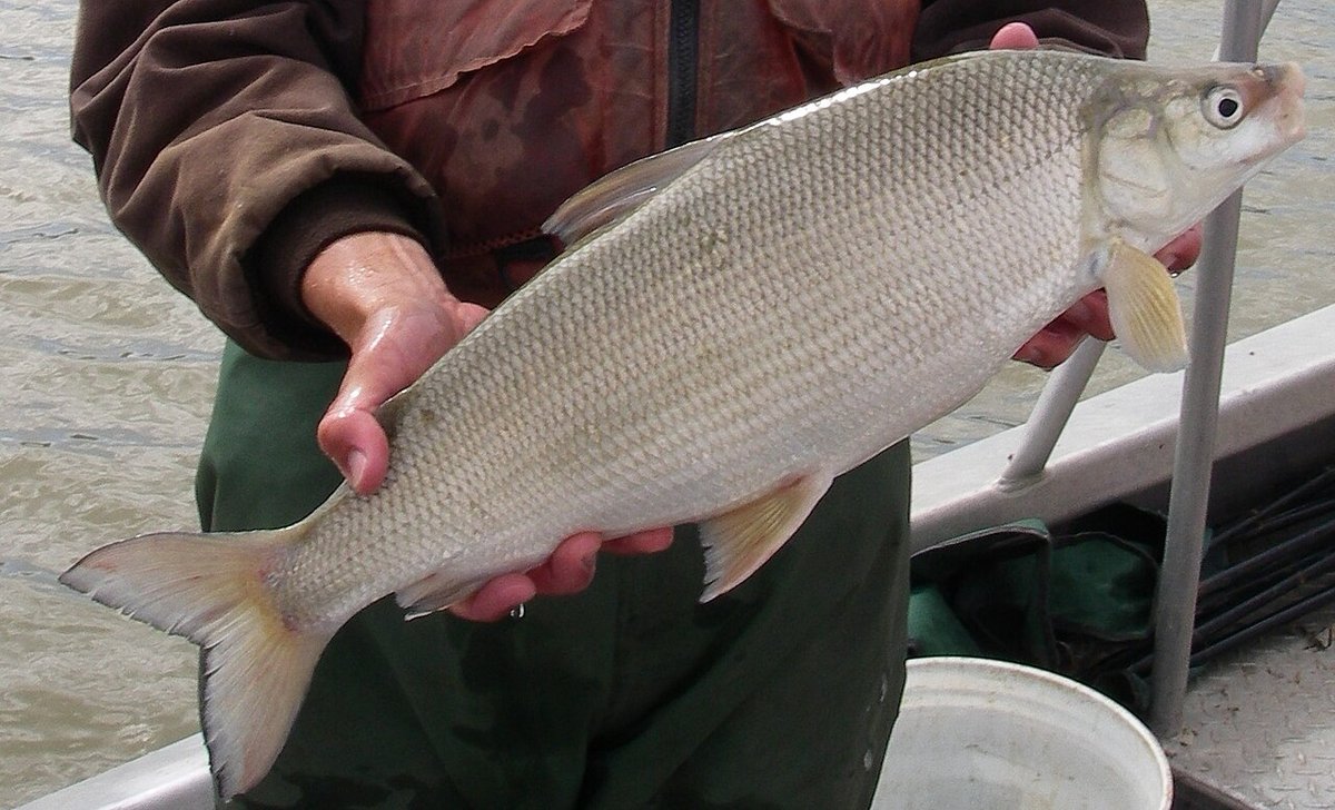Lake Whitefish (Coregonus clupeaformis) — species reference image
