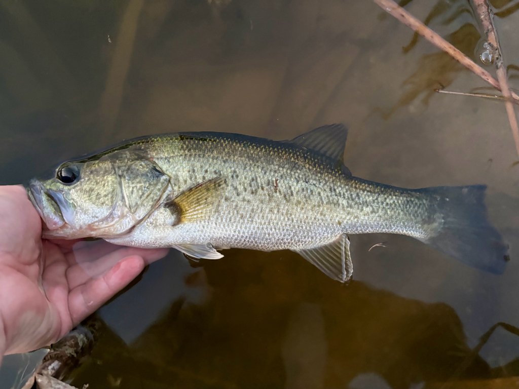 Largemouth Bass (Micropterus salmoides) — species reference image