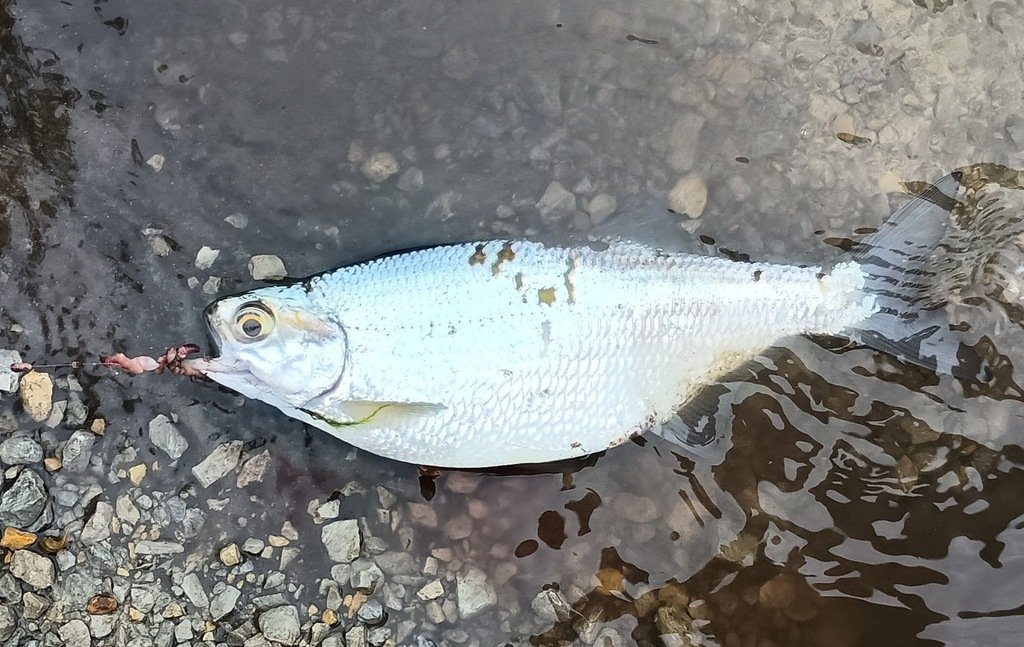Mooneye (Hiodon tergisus) — species reference image