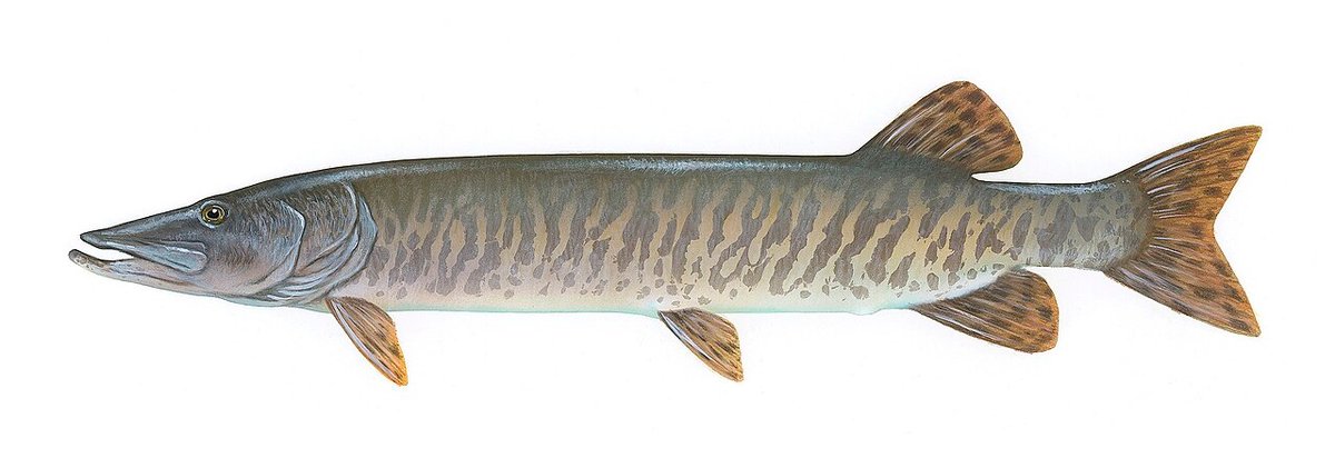 Muskellunge (Esox masquinongy) — species reference image