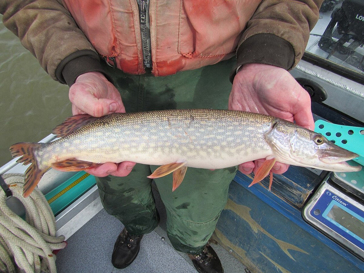 Northern Pike (Esox lucius) — species reference image