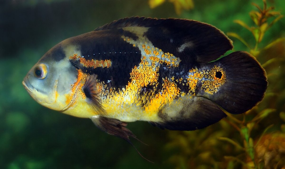 Oscar (Astronotus ocellatus) — species reference image