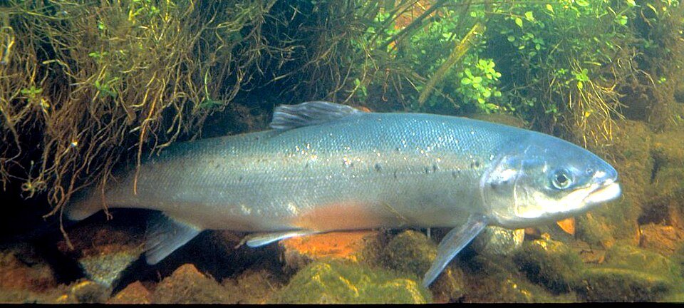 Ouananiche (Salmo salar) — reference image