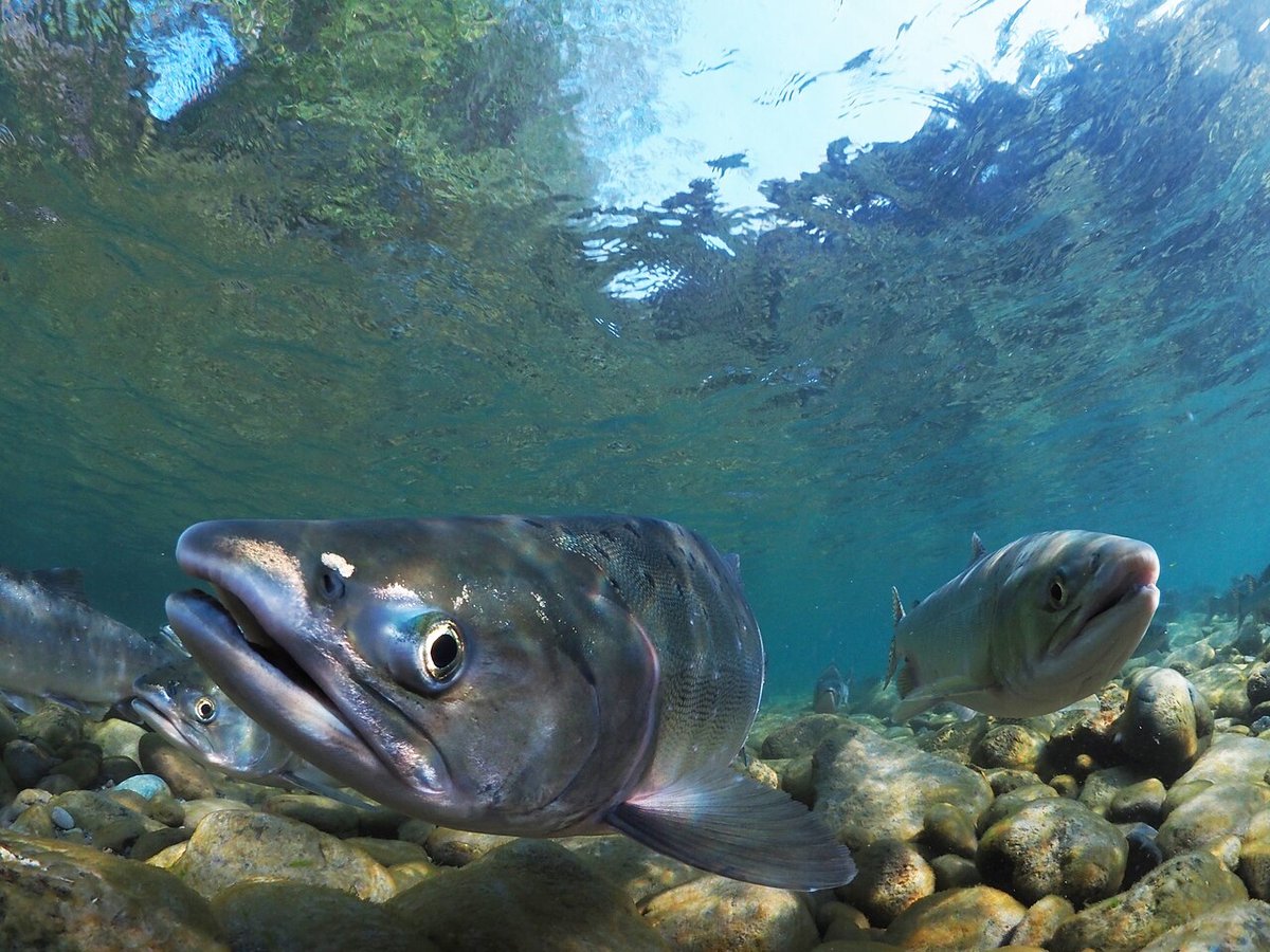 Pink Salmon (Oncorhynchus gorbuscha) — species reference image