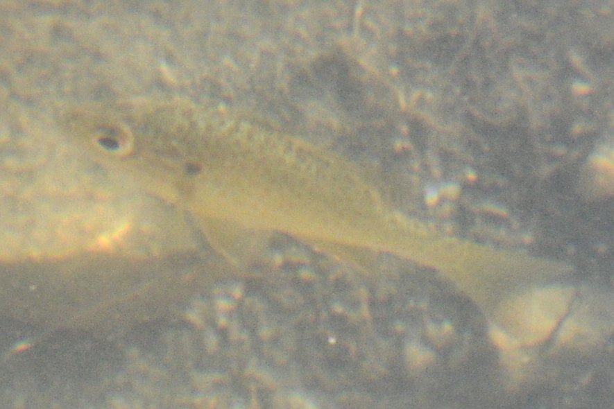 Pumpkinseed (Lepomis gibbosus) — species reference image
