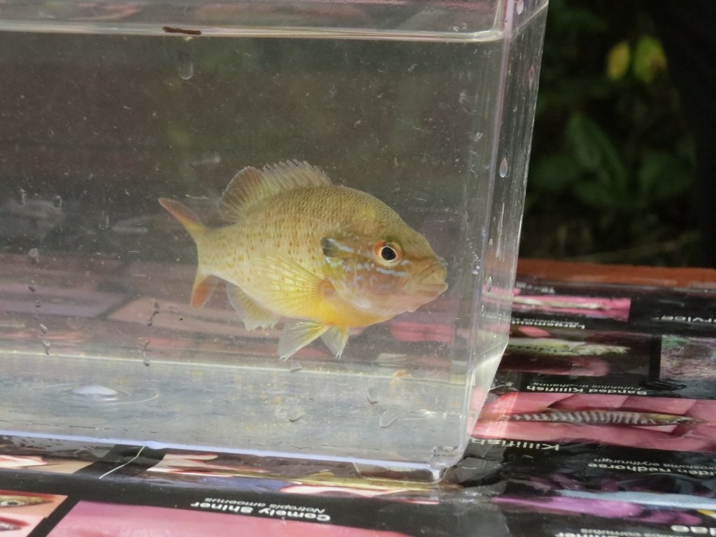 Redbreast Sunfish (Lepomis auritus) — species reference image