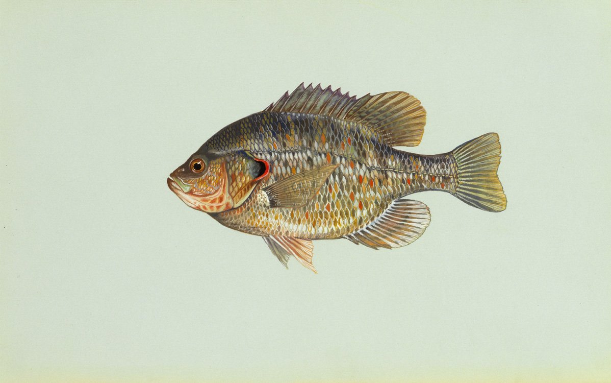 Redear Sunfish (Lepomis microlophus) — species reference image