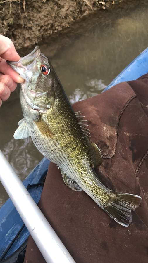 Redeye Bass (Micropterus coosae) — species reference image