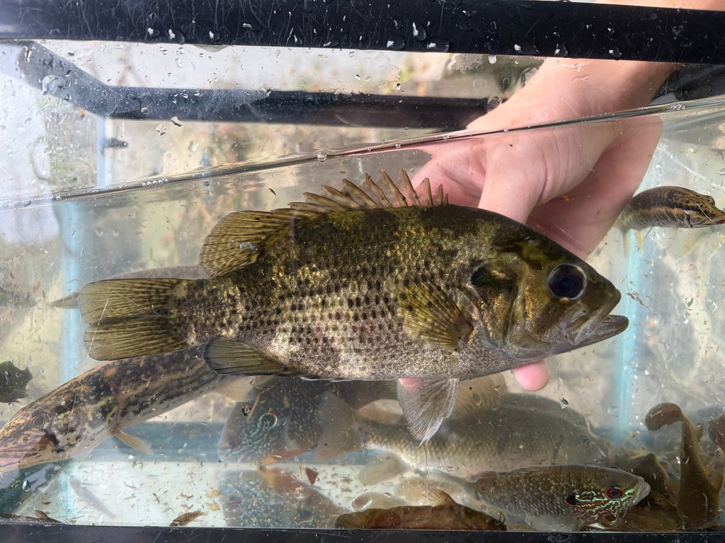 Rock Bass (Ambloplites rupestris) — species reference image