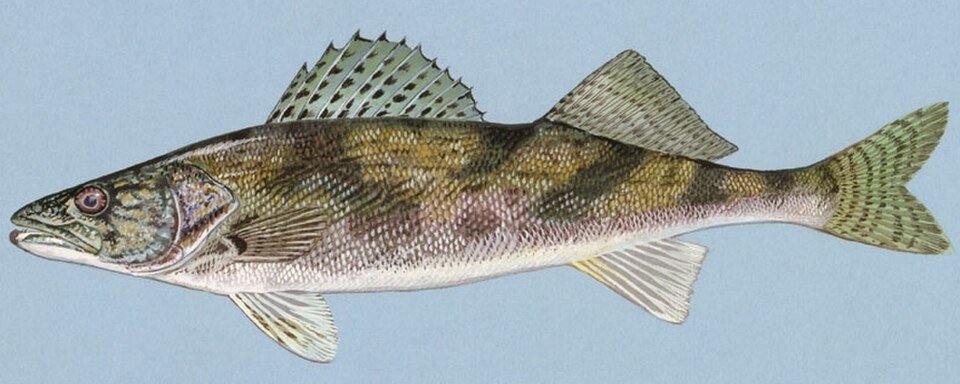 Scientific illustration of a sauger by Duane Raver