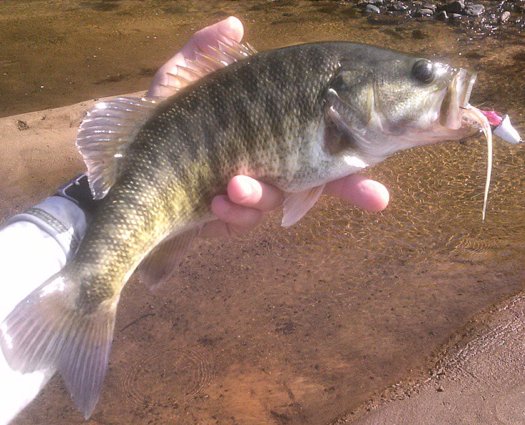 Shoal Bass (Micropterus cataractae) — species reference image