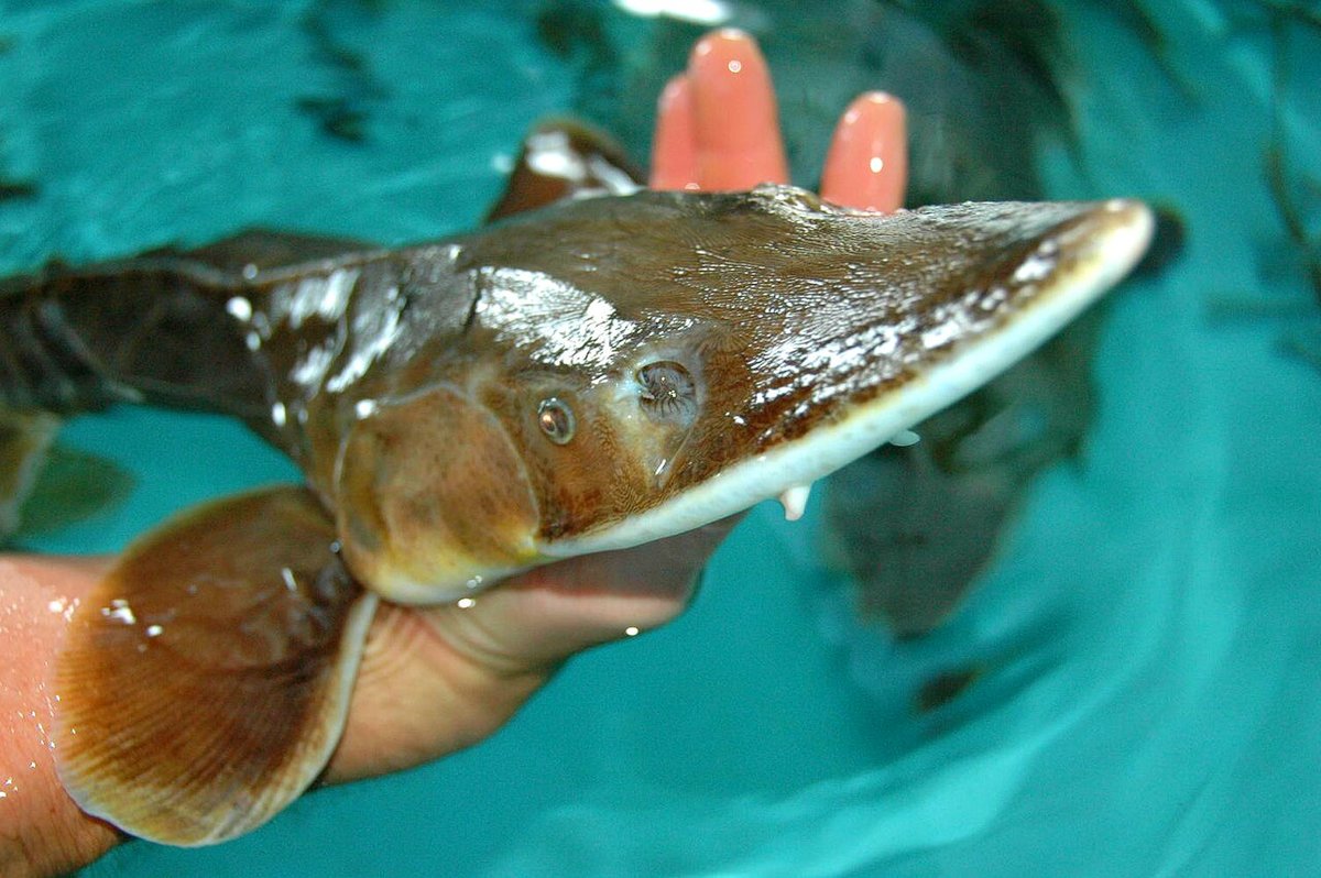 Shovelnose Sturgeon (Scaphirhynchus platorynchus) — species reference image