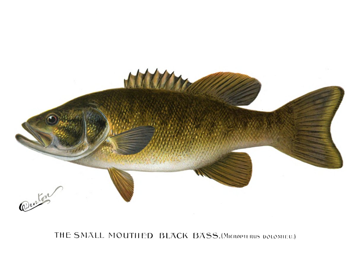 Smallmouth Bass (Micropterus dolomieu) — species reference image