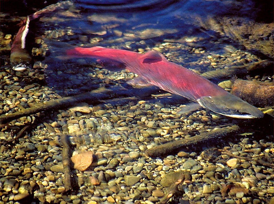 Sockeye Salmon (Oncorhynchus nerka) — reference image